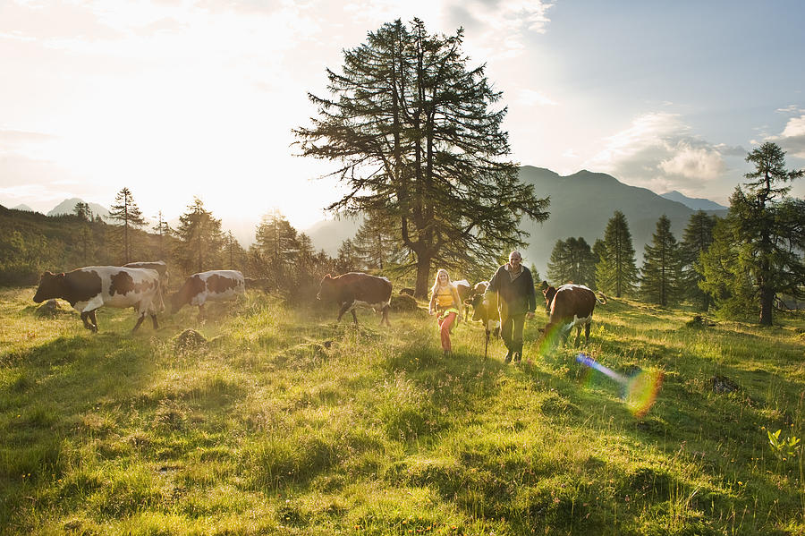 Austria, Salzburg County, Woman and farmer walking in alpine meadow with cows Photograph by Westend61