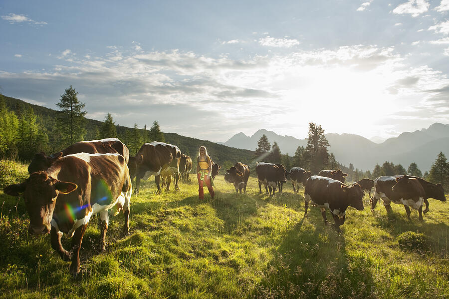 Austria, Salzburg County, Young woman walking in alpine meadow with cows Photograph by Westend61