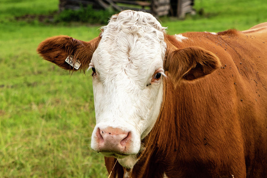 Austrian Cattle Photograph by Allison Burton - Fine Art America