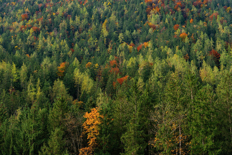 Austrian woods Photograph by Giorgos Karampotakis - Fine Art America