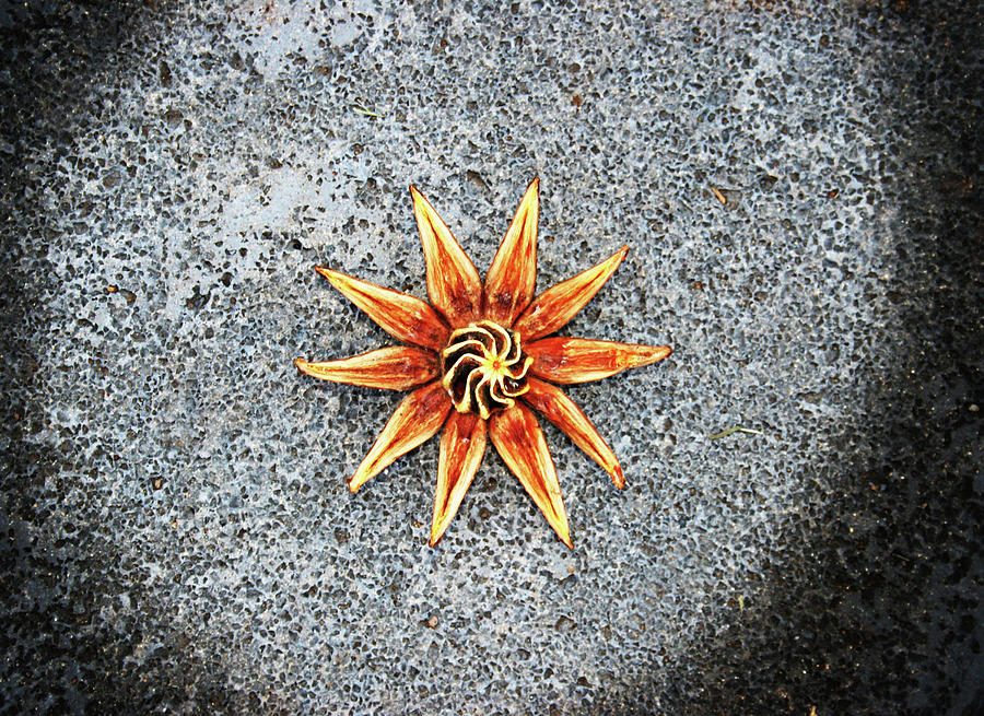 Autograph Tree Seed Pod Adventure 9278 Photograph By Daniel Baralt