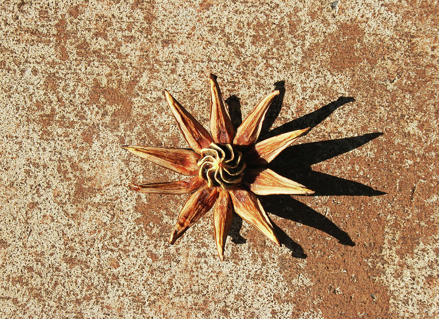 Autograph Tree Seed Pod Adventure 9280 Photograph By Daniel Baralt Pixels