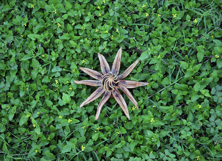 Autograph Tree Seed Pod Adventure 9331 Photograph By Daniel Baralt Pixels