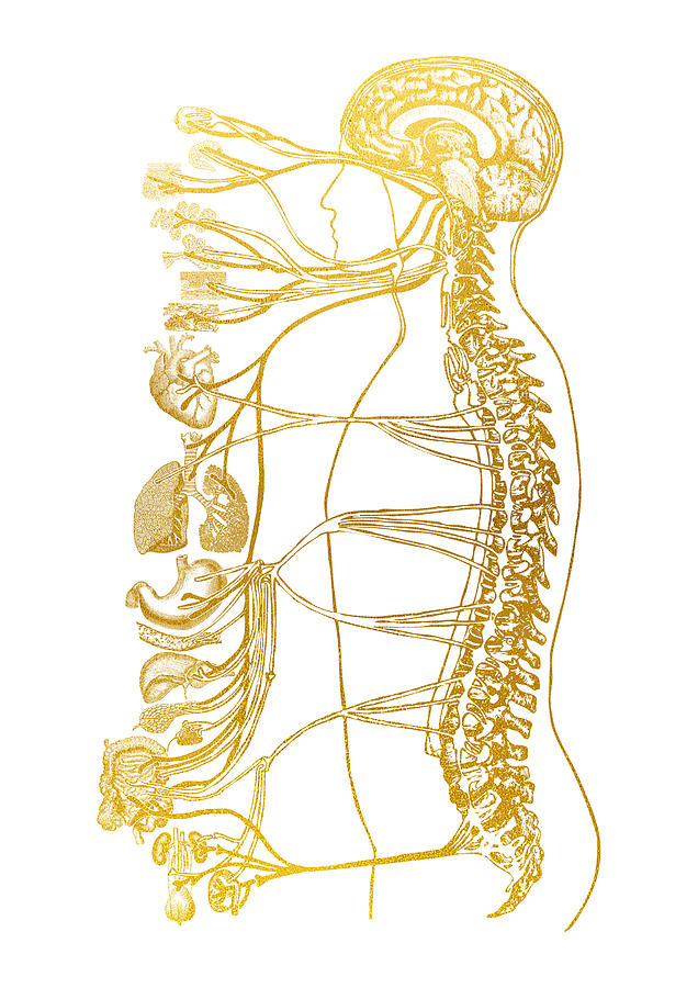 Autonomic Nervous System Digital Art by Erzebet S - Fine Art America