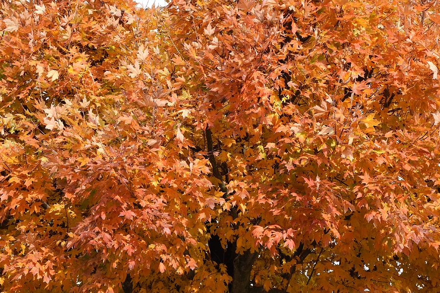Autumn 149 Photograph by Joyce StJames