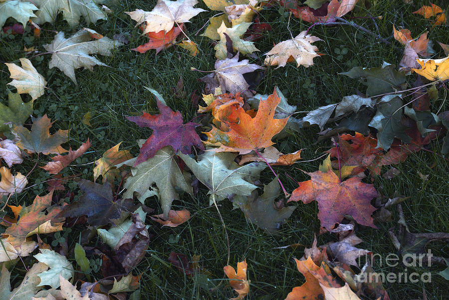Autumn 17 Photograph