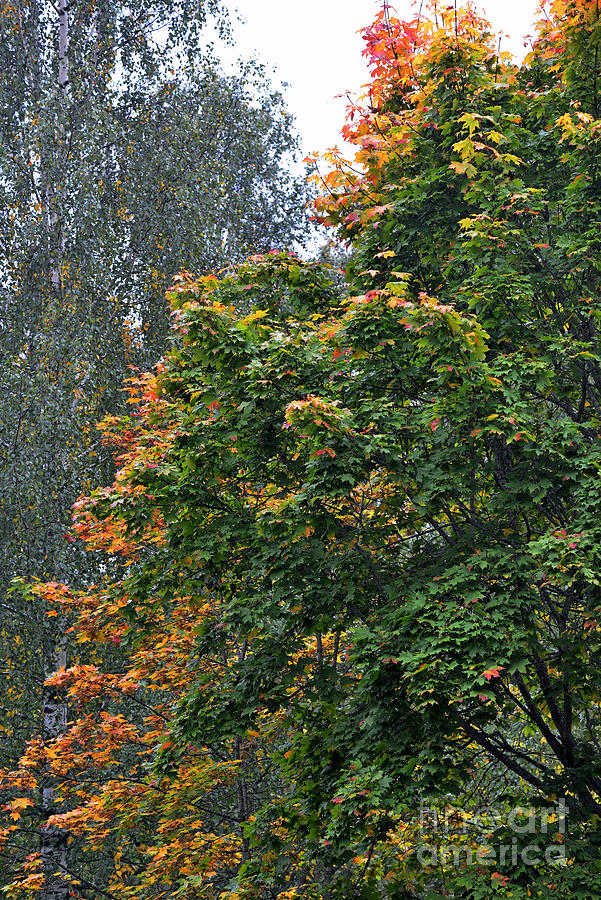 Autumn 18 Photograph