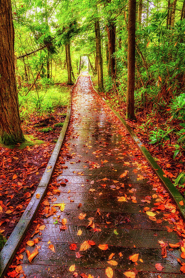 Autumn A Long Wet Walk Photograph by Dan Carmichael