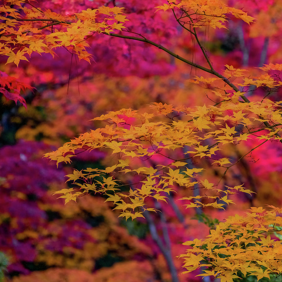 Autumn - A Second Spring Photograph by Emerita Wheeling