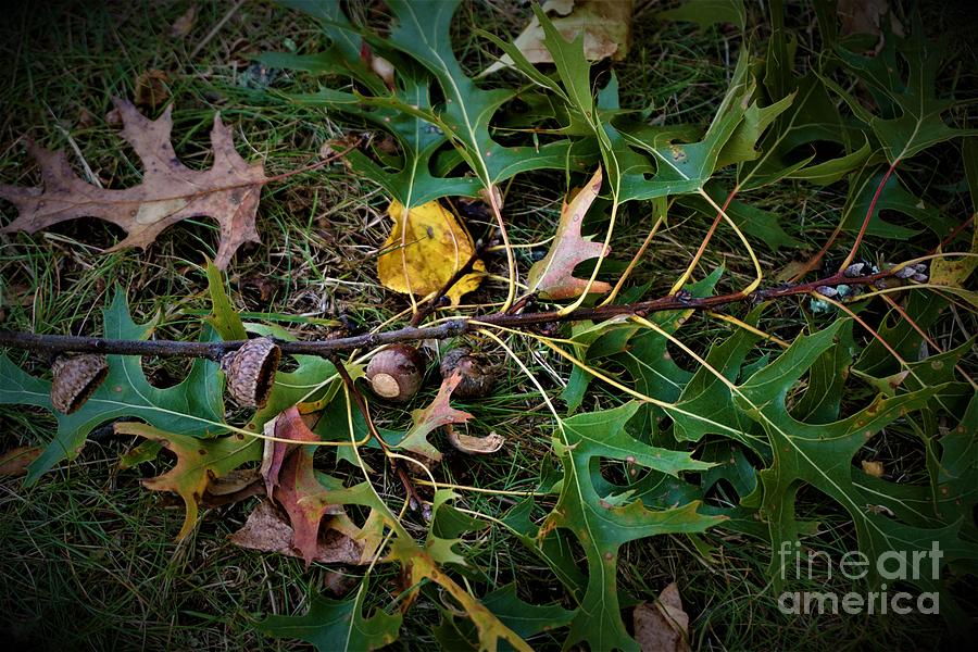 Autumn Acorns Photograph