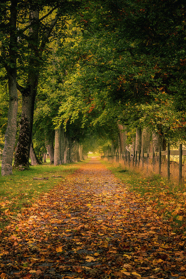Fall Photograph - Autumn Alley Road by Nicklas Gustafsson