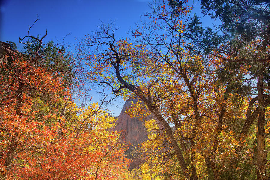 Autumn along Taylor Creek Trail Photograph by Kunal Mehra