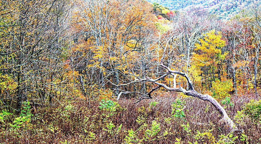 Autumn Along the Blue Ridge Photograph by Bob Decker