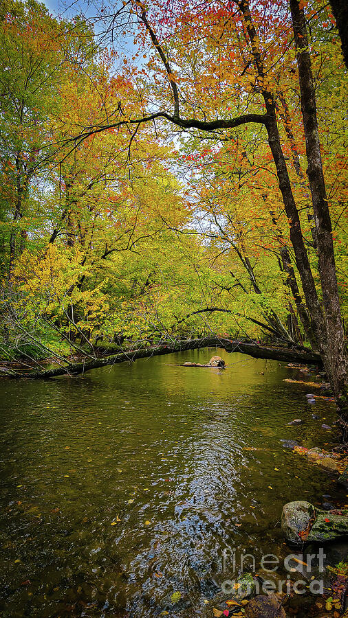 Autumn along the Ocanaluftee River Vertical Photograph by Ron Long Ltd Photography