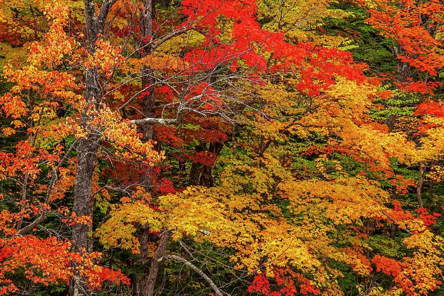 Autumn along the Swift Photograph by Joseph Rossbach
