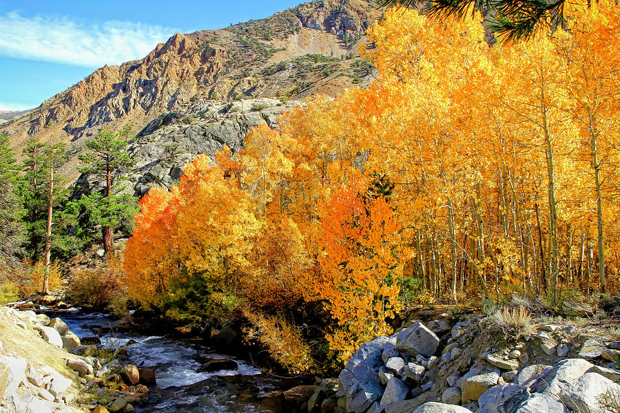 Autumn Along the Walker River Photograph by Donna Kennedy