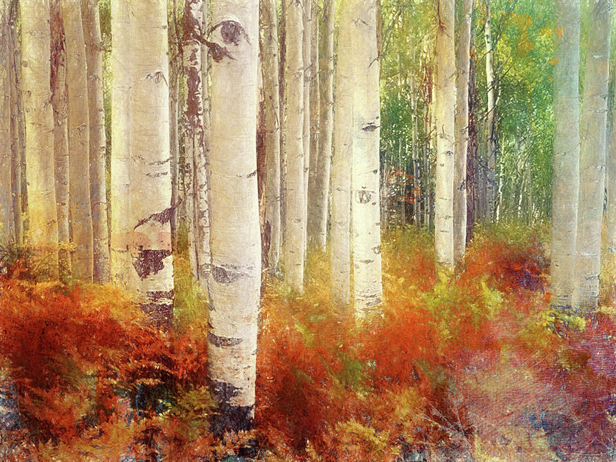 Autumn Among the Birches Digital Art by Terry Davis