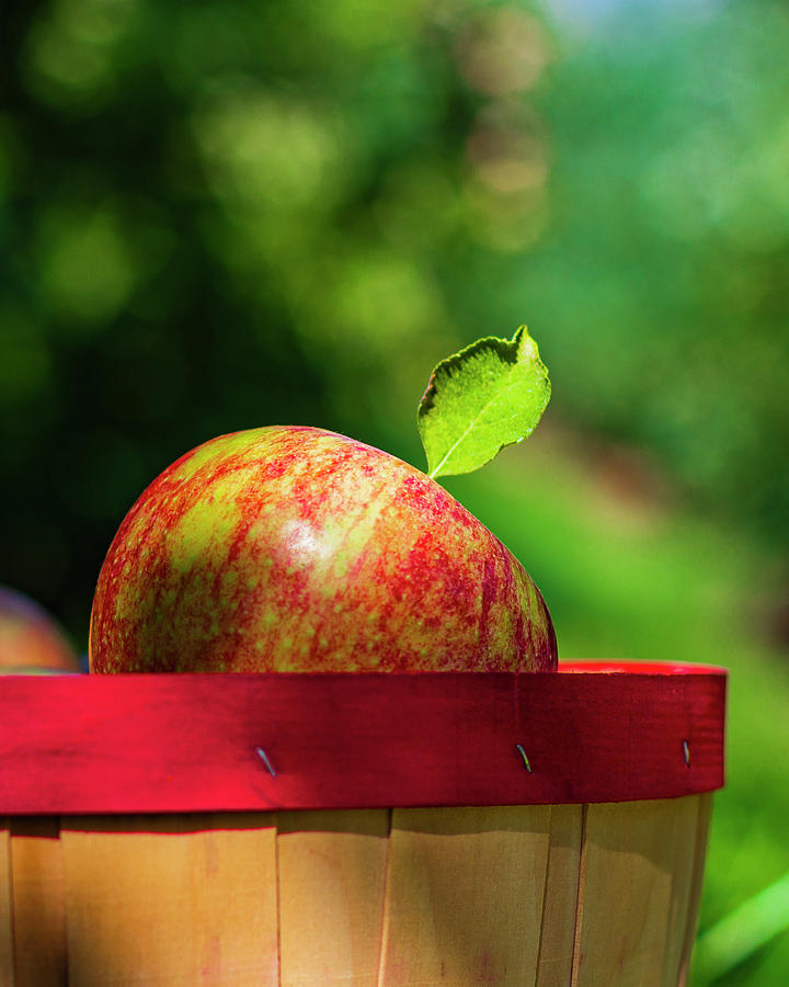 Autumn Apple Basket Photograph by David Fountain