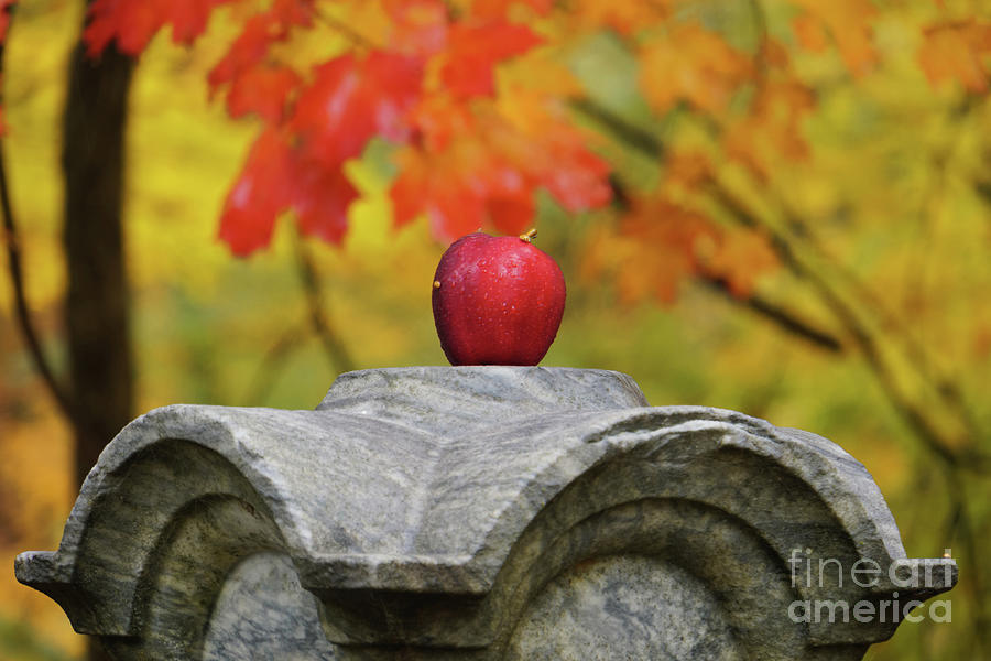 Autumn Apple Photograph by Rachel Cohen