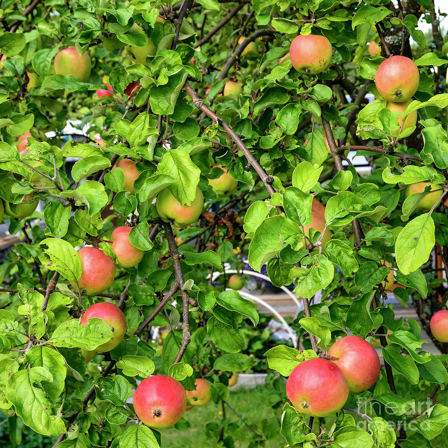 Autumn Apples Photograph