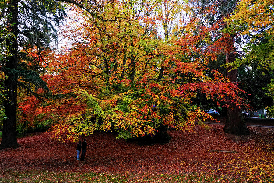 Autumn Array Photograph by Teresa Herlinger