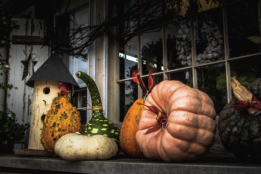 Autumn Arrives In Gourds Photograph