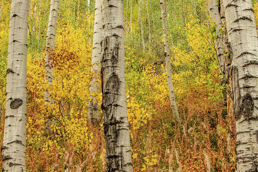 Autumn Aspen Colors Photograph