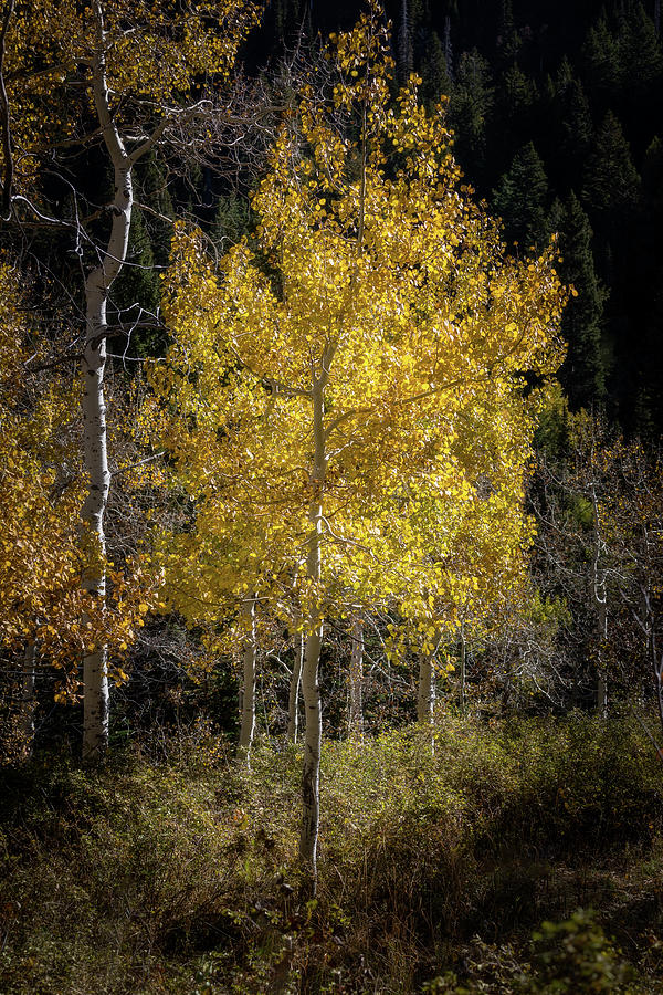 Autumn Aspen  Photograph by Donnie Whitaker