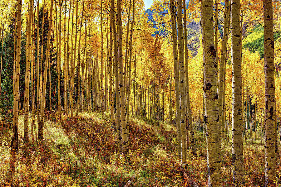 Autumn Aspens Aspen Colorado Most Loved Trees Uncompahgre National Forest Fall Season  Photograph by OLena Art