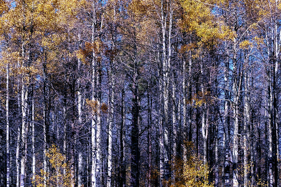 Autumn Aspen Forest Details Photograph by Christopher Johnson