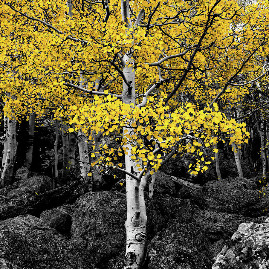 Autumn Aspen Glory Color Splash 1x1 Photograph by Gregory Ballos