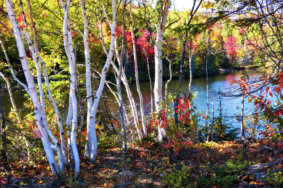 Autumn aspen trees by the lake Photograph by Tatiana Travelways