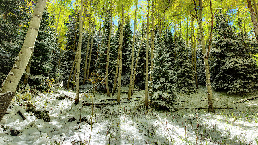 Autumn Aspen Trees Covered in Snow  Photograph by Lena Owens - OLena Art Vibrant Palette Knife and Graphic Design