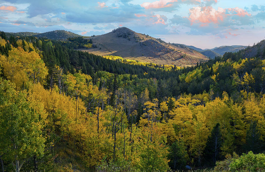 Autumn Aspens In Colorado Photograph by Dan Sproul