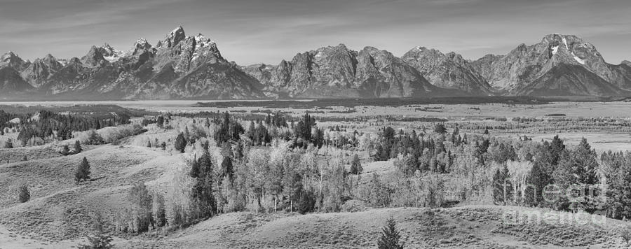 Autumn Aspens In The Teton Valley Black And White Photograph by Adam Jewell