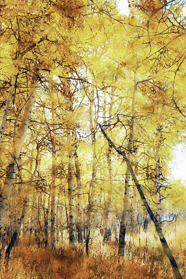 Autumn Aspens Watercolor Painting by Dan Sproul