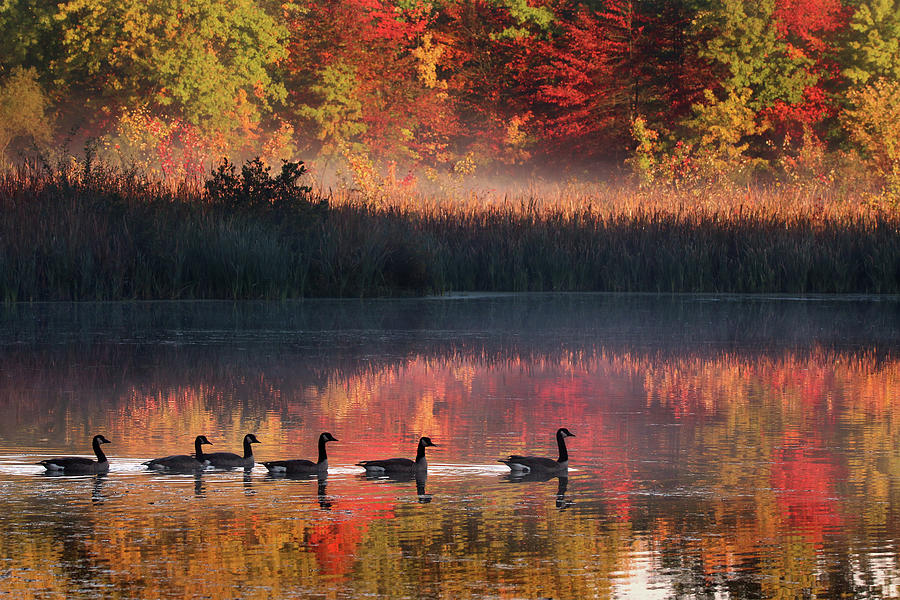 Autumn at Alder Pond Photograph by Rob Blair