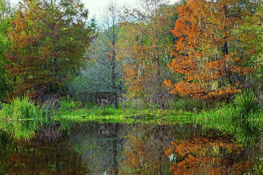 Autumn At Brazos Bend Photograph by Mike Schaffner