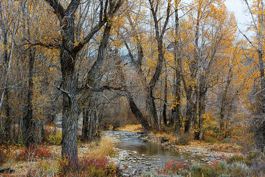 Autumn at Ditch Creek Photograph by Douglas Wielfaert