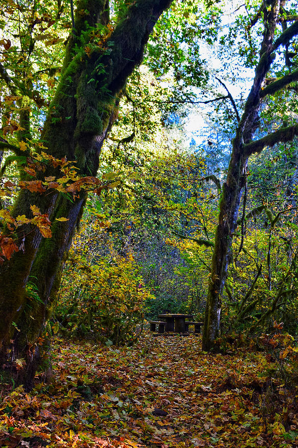 Tree Photograph - Autumn at McDowell Creek County Park by Dana Hardy