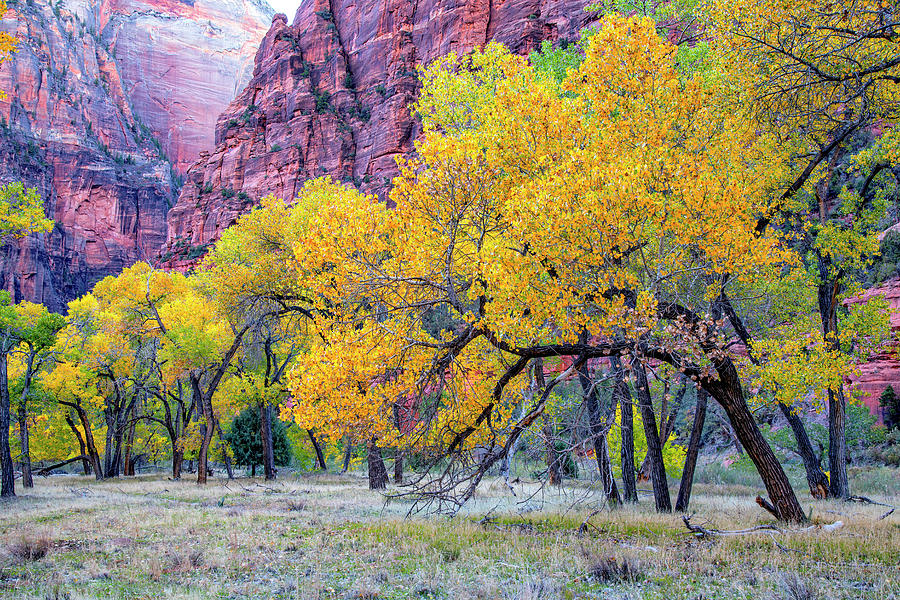 Autumn at the Grotto-Zion National Park Photograph by Andy Crawford