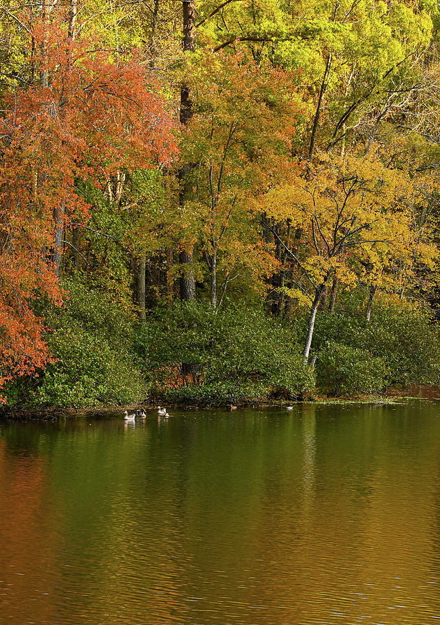Autumn at the Lake Photograph by John Roach