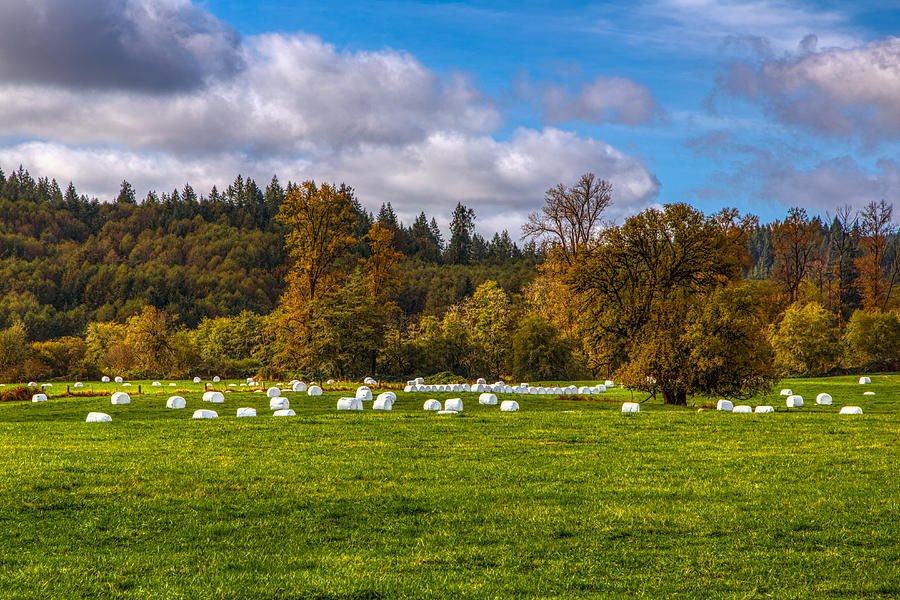 Autumn at the marshmallow farm Photograph by Loyd Towe Photography