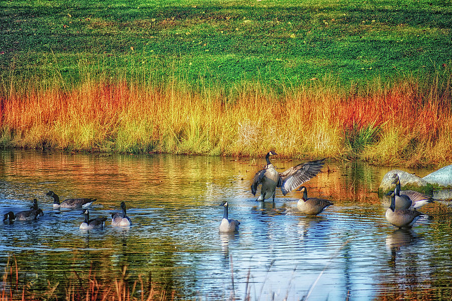 Bird Photograph - Autumn At The Pond With The Honkers 02 by Thomas Woolworth