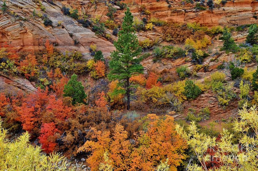 Autumn Aura At Zion Photograph by Janet Marie