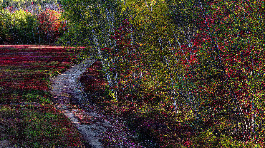 Autumn Barrens and Birches - 2 Photograph by Marty Saccone