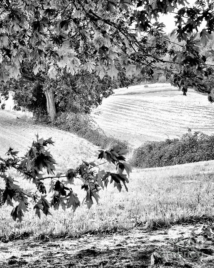 Autumn Beauty 2 - Black And White Photograph by Jack Andreasen - Fine ...