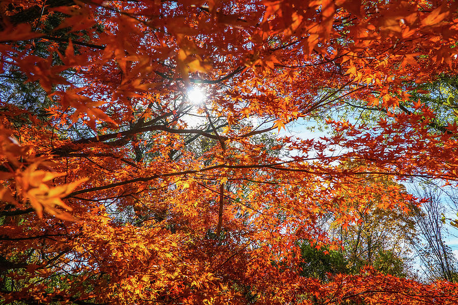 Autumn beauty 4 Photograph by Lilia S
