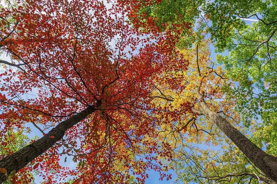 Autumn Beauty Photograph by Liz Albro
