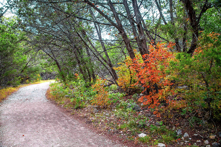 Autumn Beauty on the Maple Trail at Lost Maples  Photograph by Lynn Bauer